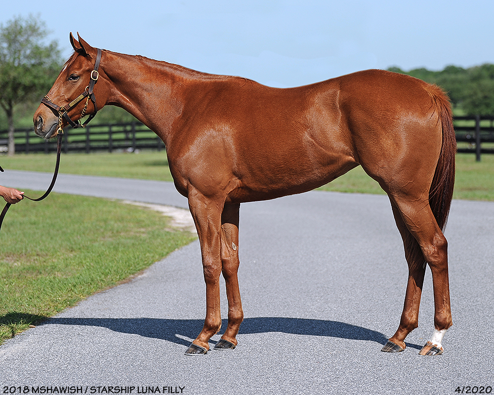 Lunatic Eclipse Thoroughbred Partners