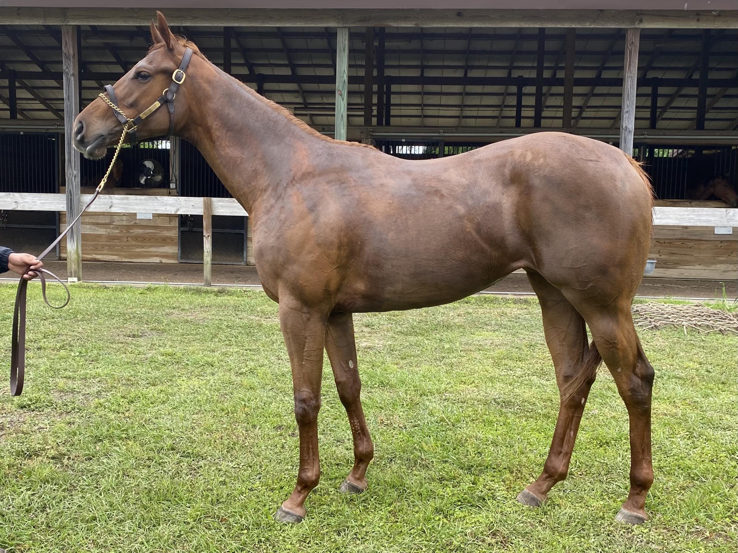 Control Eclipse Thoroughbred Partners