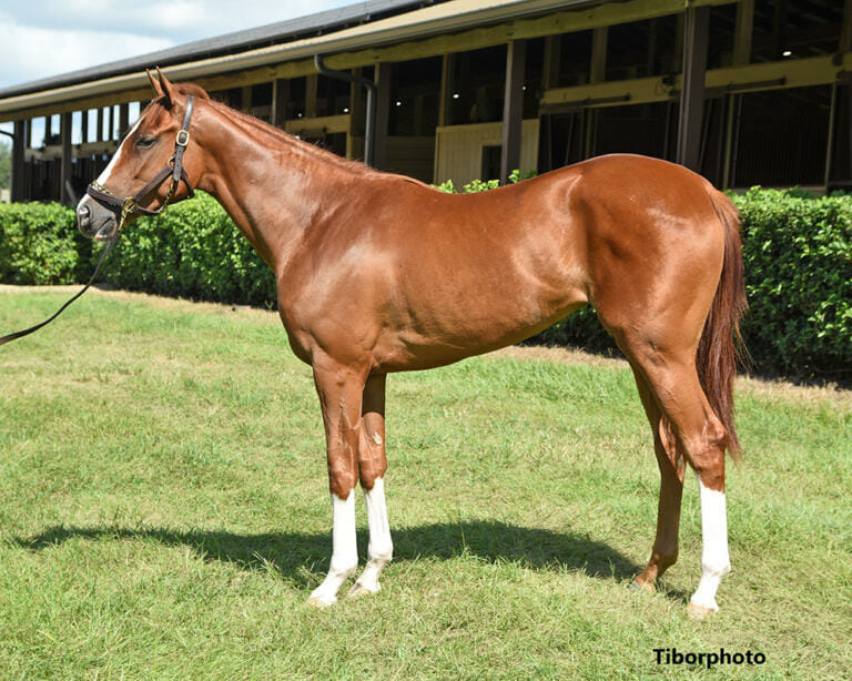 Fulminate eclipse thoroughbred partners
