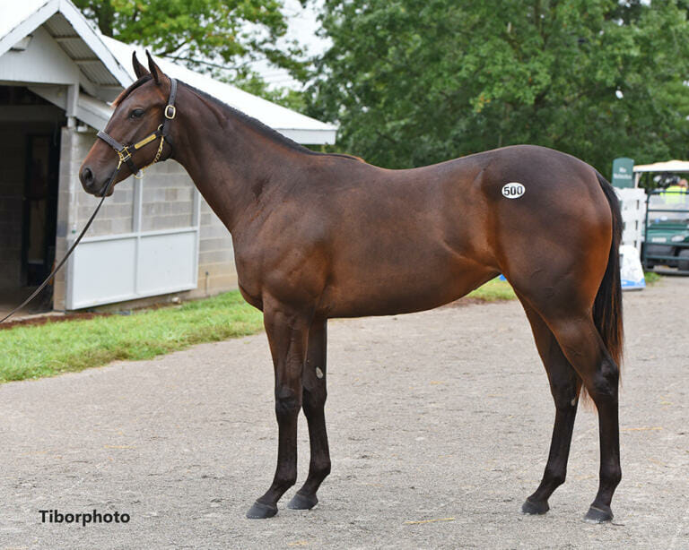 Kaling Eclipse Thoroughbred Partners