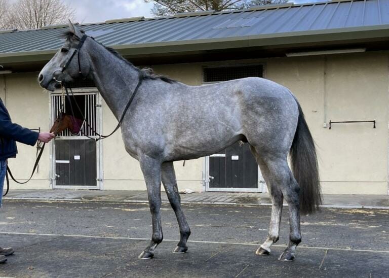 The Grey Wizard (IRE) | Eclipse Thoroughbred Partners