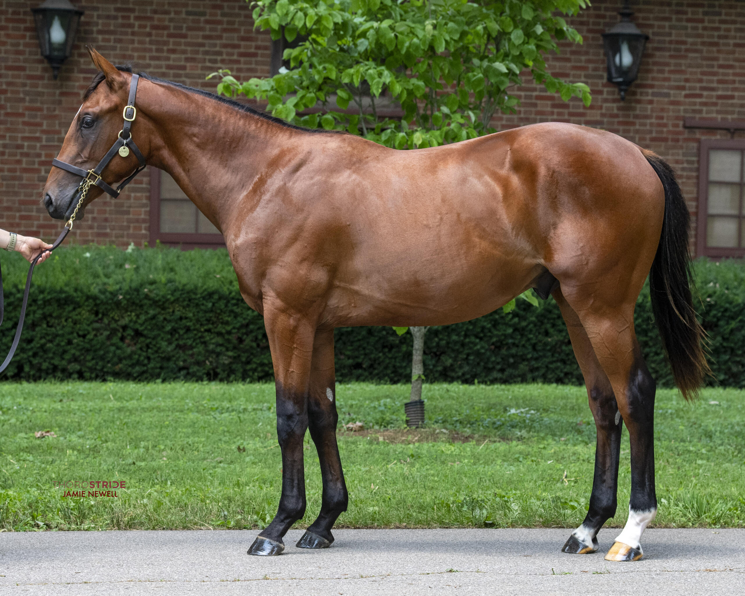 Journalism eclipse thoroughbred partners