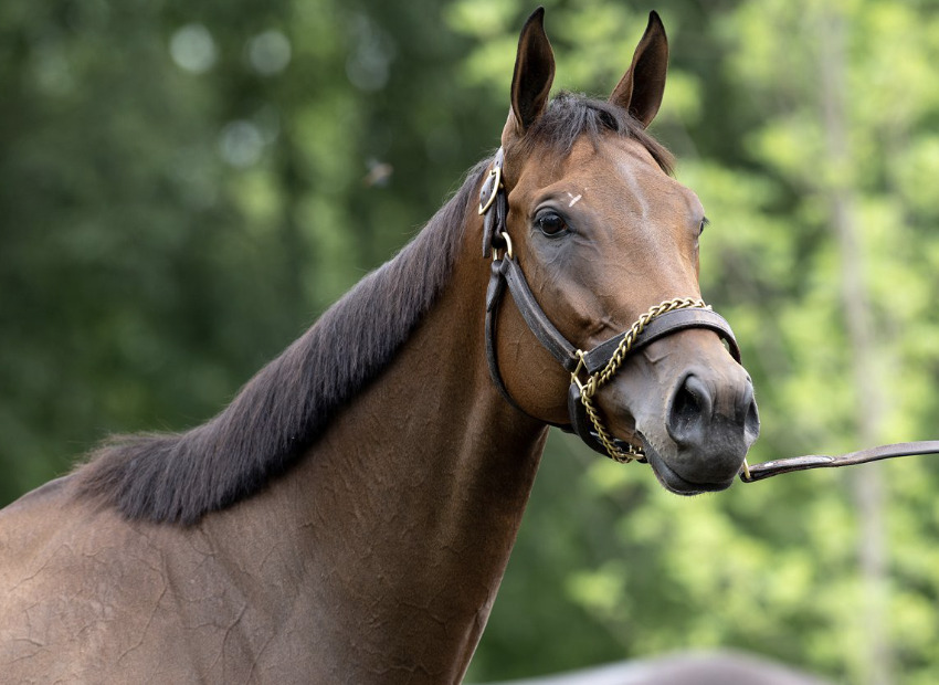 “A Collector's Item,” Champion Nest Points to FasigTipton November