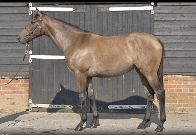 Chair's Coin (IRE) | Eclipse Thoroughbred Partners