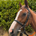 Ulysses Rose (IRE)