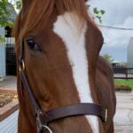 Blackbeard (IRE) – Princess Sinead (IRE) Filly