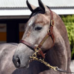 Bridlewood Cat ’24