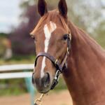 Ghaiyyath (IRE) – Dubai Rainbow (IRE) Filly