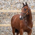 Blue Point (IRE) – Fyxenna (GB) Filly