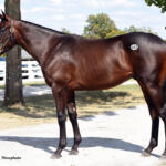 Power Gal (JPN) ’24