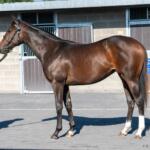 Showcasing (GB) – Fauvette (IRE) Filly