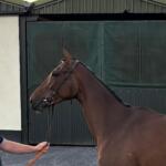 Victorious Dream (IRE)