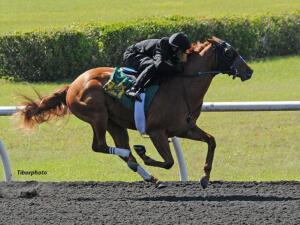 Hot Streak | Tibor photo