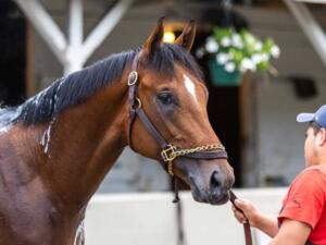 Journalism racked up G1 wins in the Preakness, Santa Anita Derby, & Haskell in 2025 | Zoe Metz photo