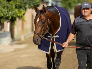Journalism makes the second start of his 4-year-old campaign in the Met Mile (G1) | Zoe Metz photo